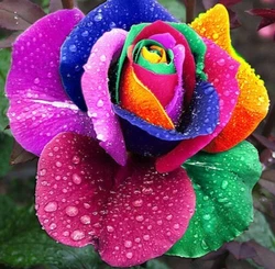 (10x Climbing Rainbow multi color Rosebush seeds). Type : Climbing Rosebush. 10x seeds of climbing rosebush. 10 graines...