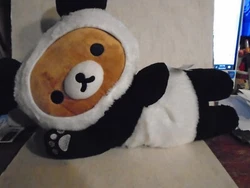 This is the cutest of Panda Bears, reclining on his side, waiting for his next bamboo snack.. He is 15 inches from ear...