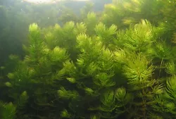 De cette plante oxygenante a planter au fond du bassin. Cest une plante recommandée pour lutter contre les algues car...