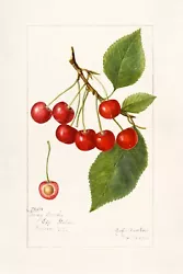 These fruit and nuts illustrations were created from 1886–1942 with 7,584 watercolor paintings. PAPER - Inkpress...