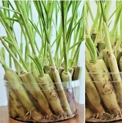 5 Lemongrass Live Stalks Cymbopogon. If the stalks have no roots yet,dont worry.I t is. Mosquito Repellent, Used for...