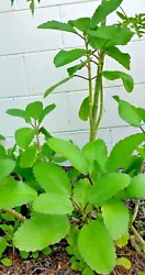 From one plant you can produce many plants. We take great pride and care in our plants, and we want the to arrive to...