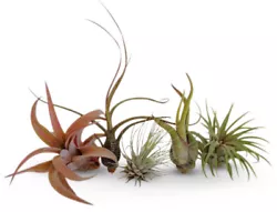 Air plants are a very easy houseplant for beginners. Minimal care, pet and kid safe, long lasting. Perfect indoor...