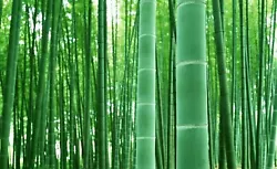 100 Giant Bamboo Seeds for Planting. FUN AND EASY: 100+ Seeds of the rare and exotic Giant Bamboo, Moso. Fill a cup...