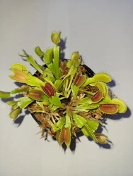 The caresheet is detailed enough that if followed correctly you should not have any difficulty successfully growing a...