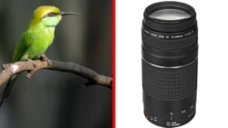 Canon T3i T4i T5i T6i T7i T8i. Canon SL1 SL2 SL3. Canon T5 T6 T7 1200D 1300D 400D. The Canon EF 75-300mm uses a DC...