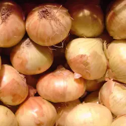 Walla Walla Sweet Onions are famous for their large size and exceptionally mild flavor. Walla Walla Sweet Onions are...