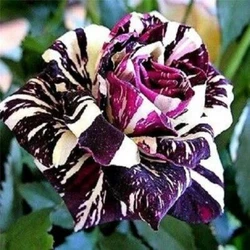 Rose seeds should be planted in late winter, about six weeks before the last frost of the season. Heres a tip on how to...