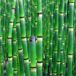 Horsetail thrives best in poor, sandy, gravely soil that is frequently wet. When growing horsetail in a container....