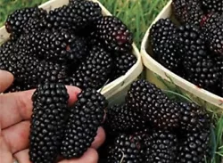 Columbia Star Blackberry - Rubus - 2 Plants. You get 2 small plants similar to the second photo.Ten small plants roots...