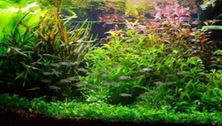 Ce lot convient pour un aquarium de 100/120L ce lot peut s’additionn er à un aquarium déjà planté! Lot de 100...