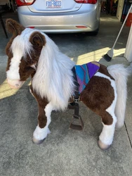 Hasbro FurReal SMORES Smores Interactive Ride-on Pony Horse Local Pickup only.
